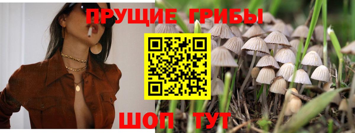 Курчалой  Псилоцибиновые грибы прущие грибы  Вход с VPN  Псилоцибиновые грибы Magic Shrooms 